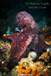 Majestic Octopus, Galapagos Ecuador 
 by Alejandro Topete 